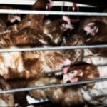 Chickens