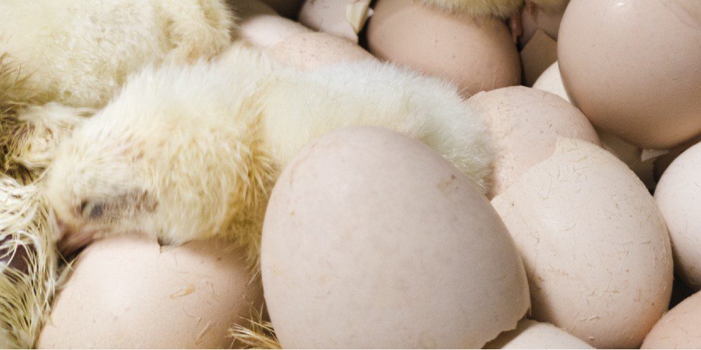 US “Frankenchicken” Supply Hit With “Hatchery Issues” as Production Woes May Send Prices Higher